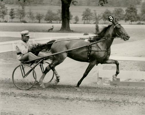 Horses; Harness Racing; Race Scenes; Horse and driver (Unidentified)