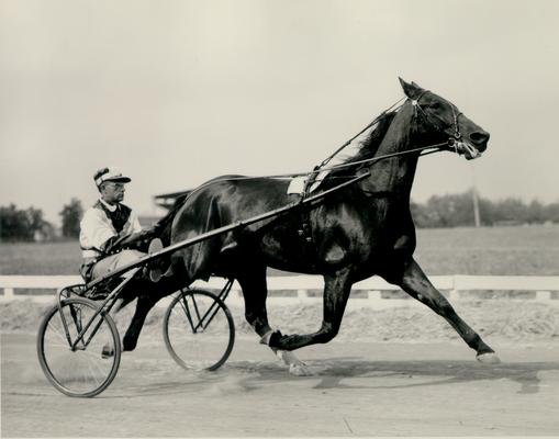 Horses; Harness Racing; Race Scenes; Horse and driver (Unidentified)