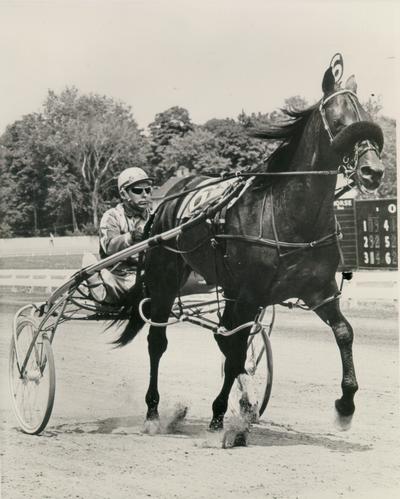 Horses; Harness Racing; Race Scenes; Horse and driver (Unidentified)