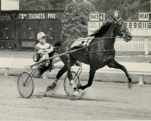 Horses; Harness Racing; Race Scenes; Horse and driver (Unidentified)