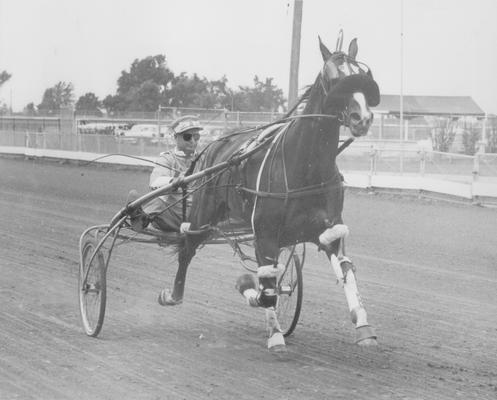 Horses; Harness Racing; Race Scenes; Horse and driver (Unidentified)