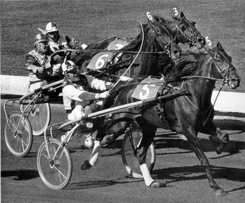 Horses; Harness Racing; Race Scenes; Three horses racing very close