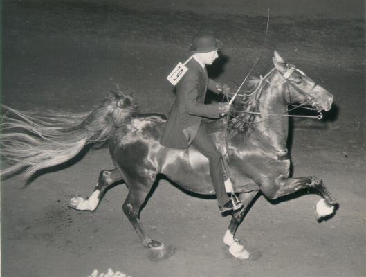 Horses; Show Horses and Jumpers; Unidentified show horse