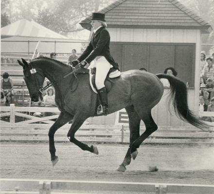 Horses; Show Horses and Jumpers; Unidentified show horse