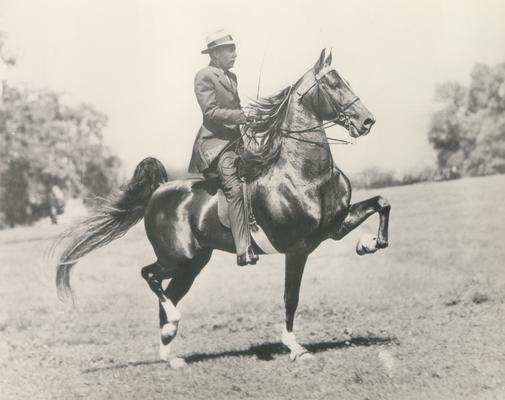 Horses; Show Horses and Jumpers; Unidentified show horse and rider