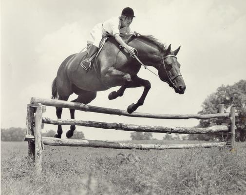 Horses; Show Horses and Jumpers; Horse jumping over a wooden fence