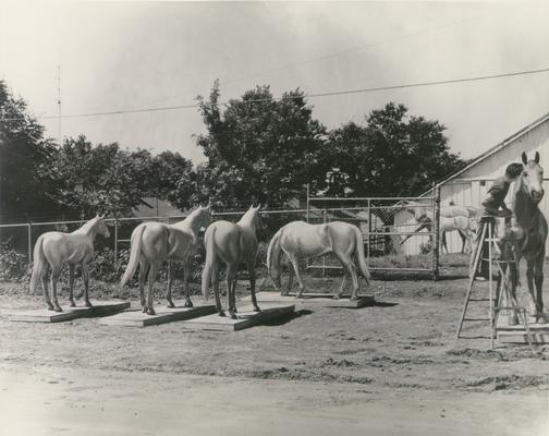Horses; Sketches, Paintings, and Sculptures; A man sculpting several life-size horses