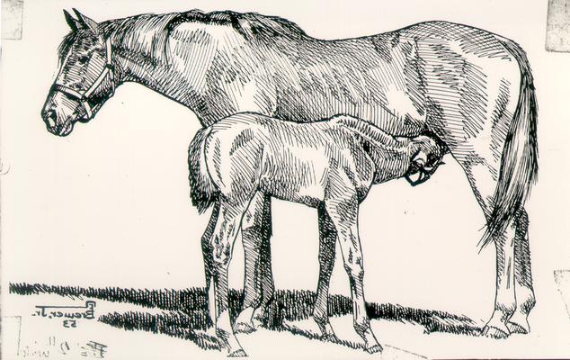 Horses; Sketches and Paintings by Brewer; Drawing of a mother nursing her colt
