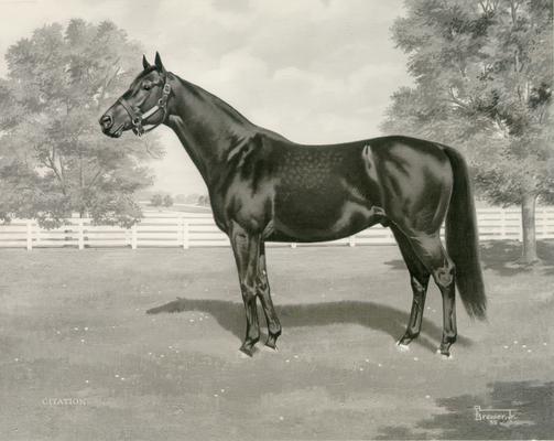 Horses; Sketches and Paintings by Brewer; Bold Ruler to War Admiral; Painting of Citation