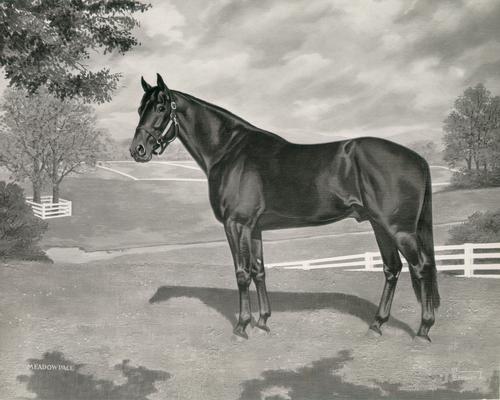 Horses; Sketches and Paintings by Brewer; Bold Ruler to War Admiral; Painting of Meadow Pace