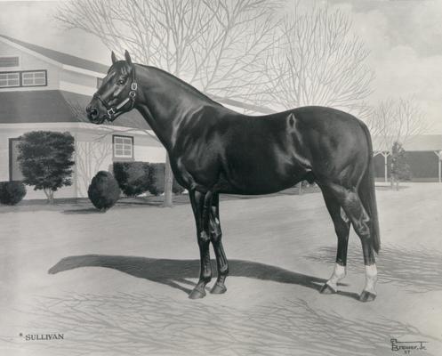 Horses; Sketches and Paintings by Brewer; Bold Ruler to War Admiral; Painting of Sullivan