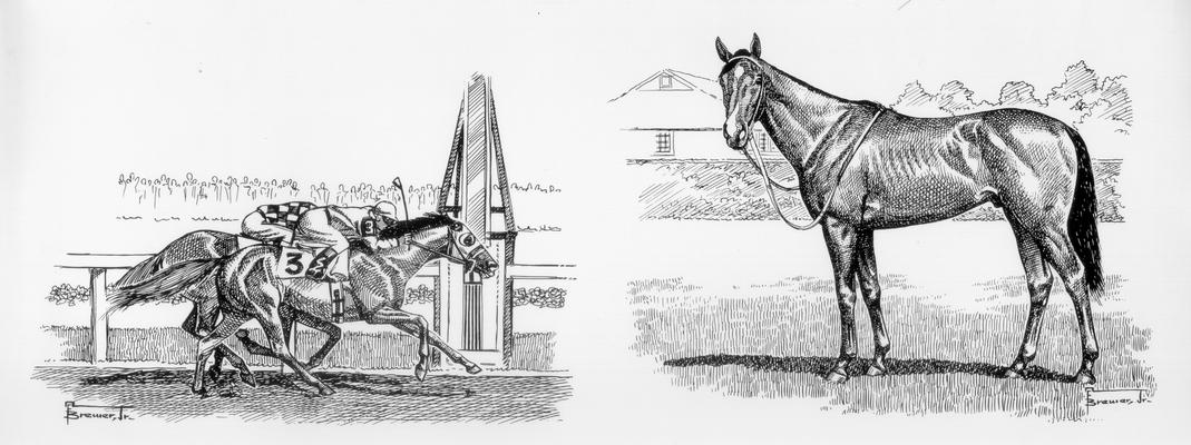 Horses; Sketches and Printings; Brewer; Pen and Ink sketches of horses racing and side view of a horse