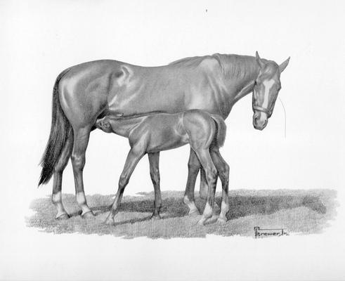 Horses; Sketches and Printings; Brewer; Pen and Ink sketch of foal nursing its mother