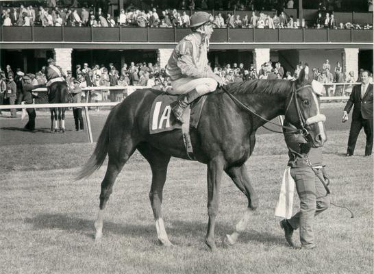 Horses; Thoroughbred Racing; Jockeys; Horse and jockey being lead out to the track