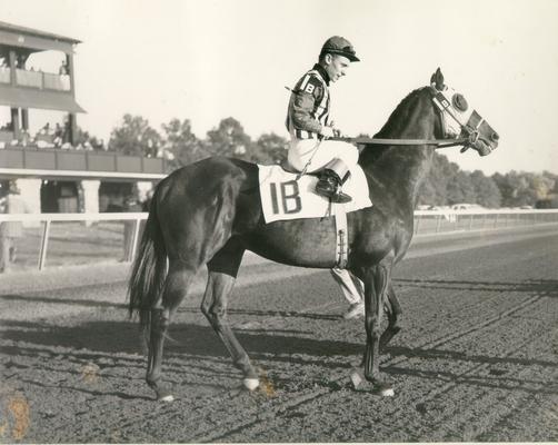 Horses; Thoroughbred Racing; Jockeys; A horse and jockey walking onto the track