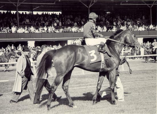 Horses; Thoroughbred Racing; Jockeys; A horse and jockey going onto the track