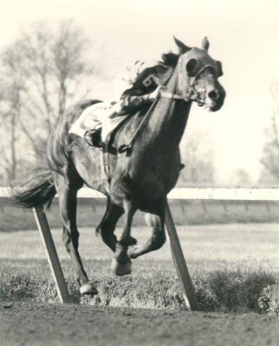 Horses; Thoroughbred Racing; Race Scenes; Unidentified thoroughbred race horse