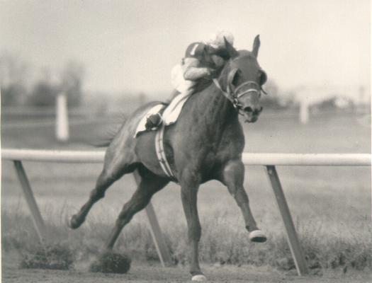 Horses; Thoroughbred Racing; Race Scenes; Unidentified horse and rider