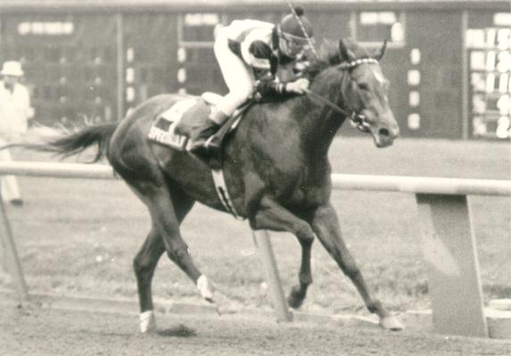 Horses; Thoroughbred Racing; Race Scenes; Unidentified horse and rider