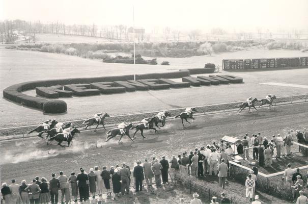Horses; Thoroughbred Racing; Race Scenes; Horses racing past the Keeneland topiary