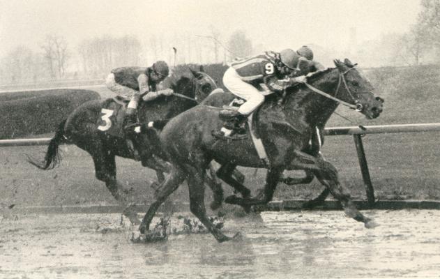Horses; Thoroughbred Racing; Race Scenes; Horses racing in the rain