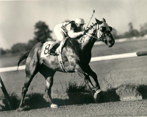 Horses; Thoroughbred Racing; Race Scenes; Unidentified horse and rider