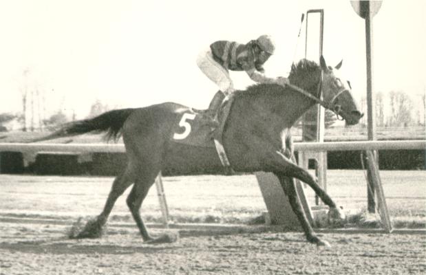 Horses; Thoroughbred Racing; Race Scenes; A jockey standing up on the back of a running horse