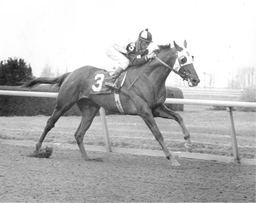 Horses; Thoroughbred Racing; Race Scenes; Unidentified horse and rider