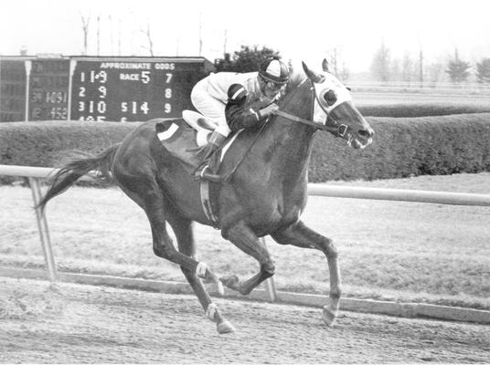 Horses; Thoroughbred Racing; Race Scenes; Unidentified horse and rider