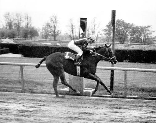 Horses; Thoroughbred Racing; Race Scenes; Unidentified horse and rider