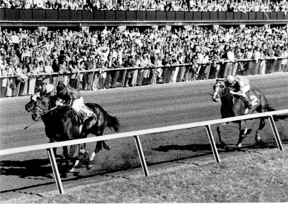 Horses; Thoroughbred Racing; Race Scenes; A large crowd enjoys the race