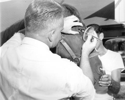 Horses; Veterinary Medicine; Two men doing a test on a horse's eye