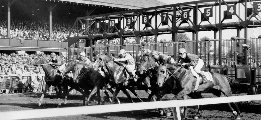 Horses; Thoroughbred Racing; Race Scenes; Thoroughbred coming out of the gate at a race track