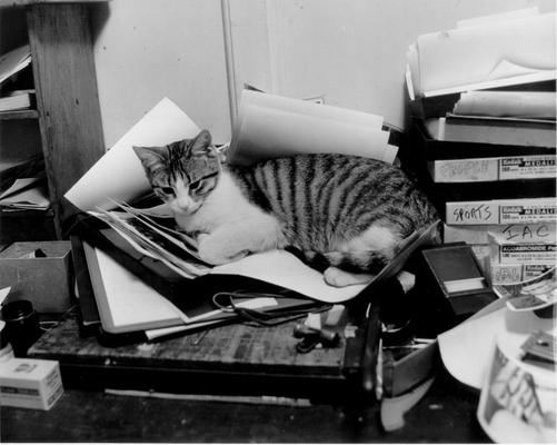 Animals; Cats; Striped cat lays on paper cutter 