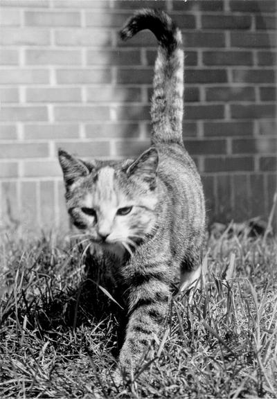 Animals; Cats; Cat moves through grass