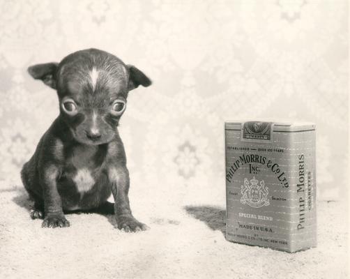 Animals; Dogs; Puppy in #121 is compared to a pack of Phillip Morris cigarettes in scale
