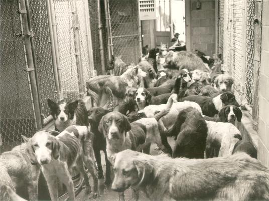 Animals; Dogs; Close-up of crowded dog pound