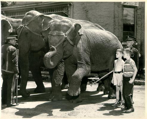 Animals; Miscellaneous; Elephants are shown to young boys by keepers