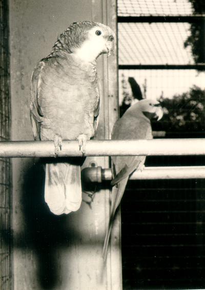 Animals; Miscellaneous; two perched birds 