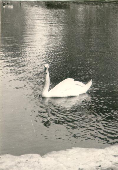 Animals; Miscellaneous; A white swan on the water