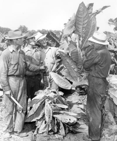 Tobacco; Four men looking at tobacco