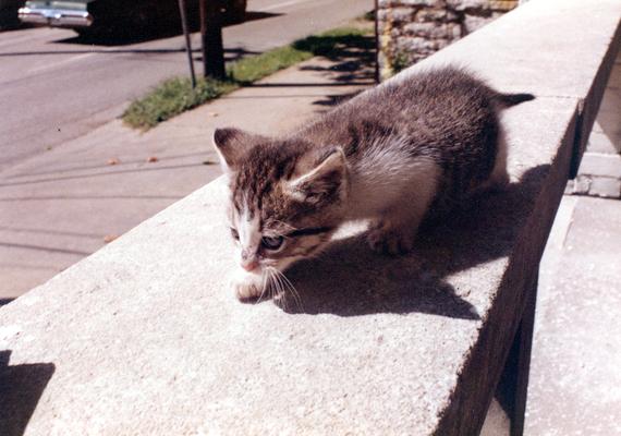 Cats; Gypsy crawling on a balcony