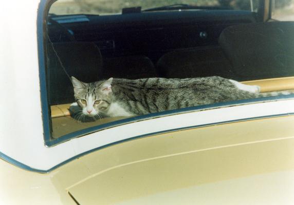 Cats; Gypsy lying in a car