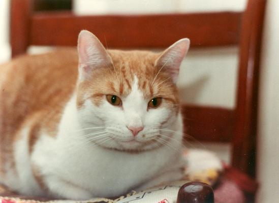 Cats; Butterscotch Tabby cat on a chair