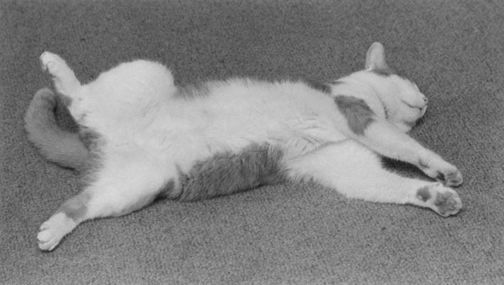 Cats; Butterscotch Tabby cat lying on a carpet