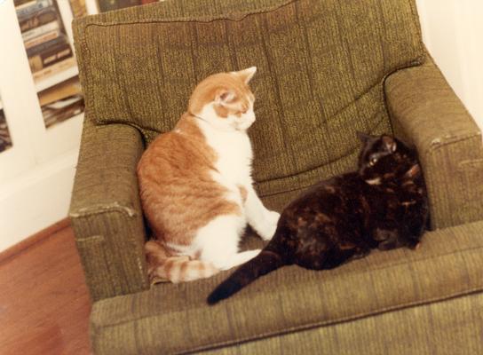 Cats; Butterscotch Tabby and Leroy Davis