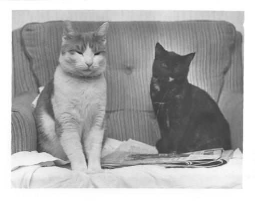 Cats; Butterscotch Tabby and Leroy Davis on a sofa #1
