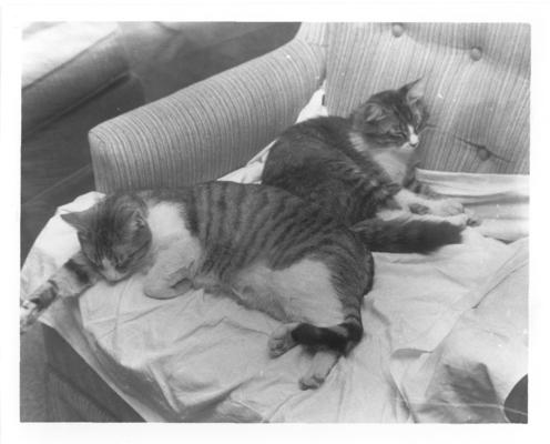 Cats; Two cats on the sofa