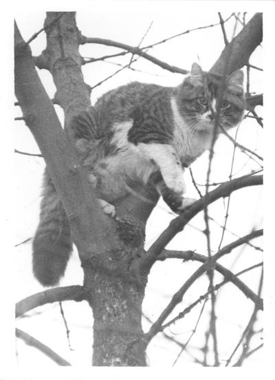 Cats; A cat in a tree