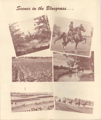Horse; Related items and photos of a bed; A horse farm catalog